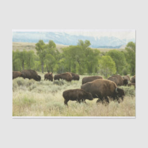 Papier Mousseline Wyoming Bison Nature Animal Photographie