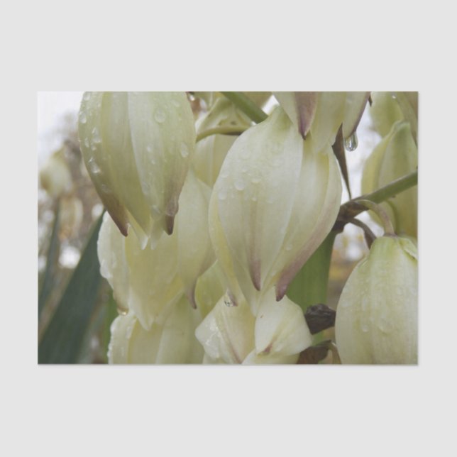 Papier Mousseline Yucca Plant  (Recto)
