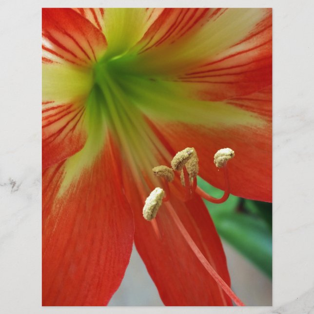 Papier nénuphar (Devant)