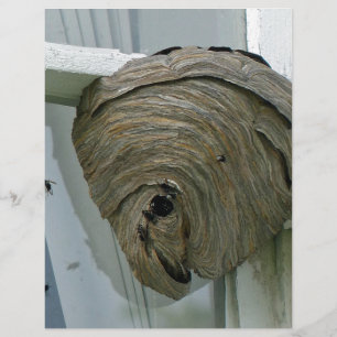 Papier Nid Hornets
