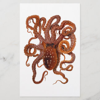 Papier Octopus Macropus Atlantique Blanc tacheté Octopus