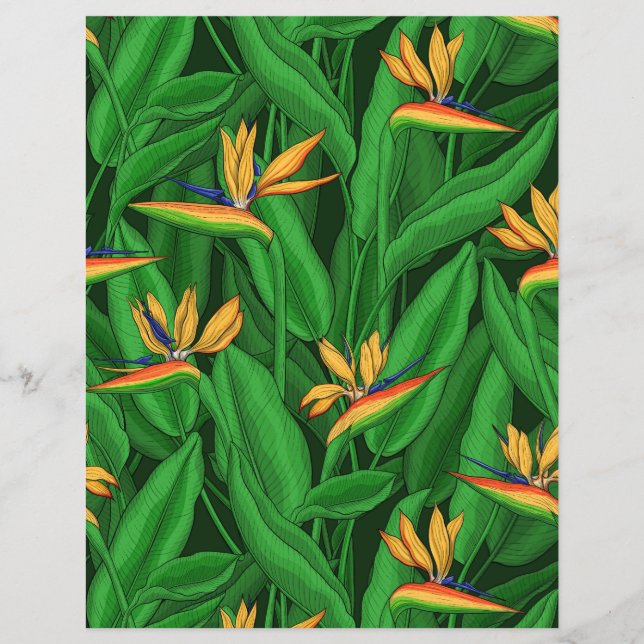 Papier Oiseau de nuit du jardin du paradis (Devant)