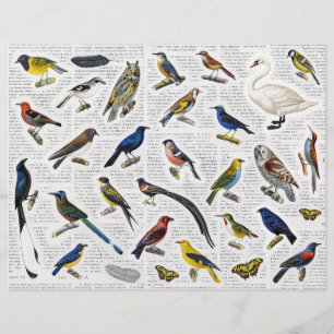 Papier Oiseaux Vintages véritables (sans AI) sur le papie