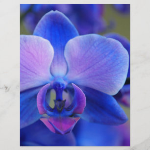 Papier Orchidée bleue et rose