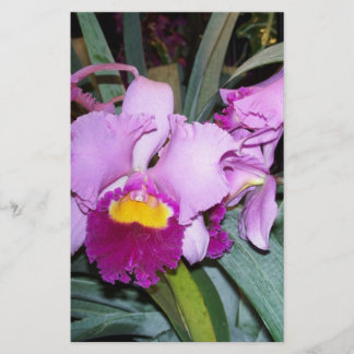 Papier Orchidée violette