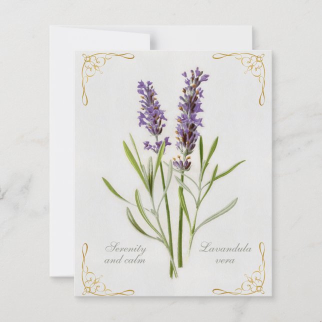 Papier Painted Lavandula Vera Serenity et Calm (Devant)