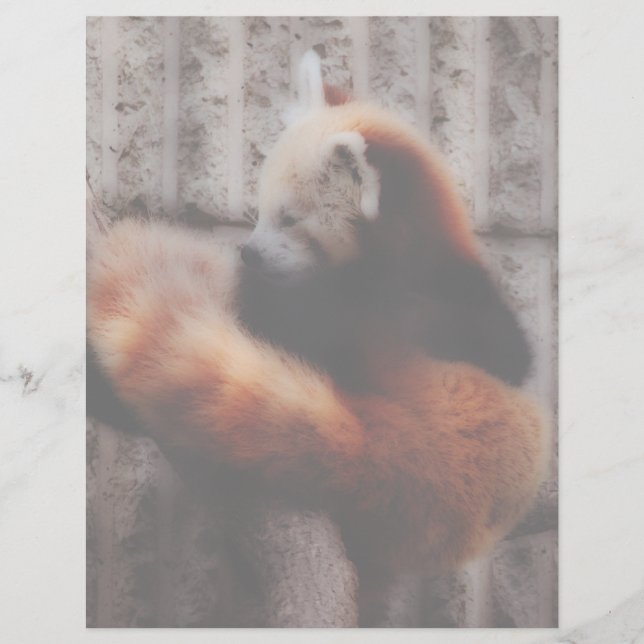 Papier Panda roux (Devant)