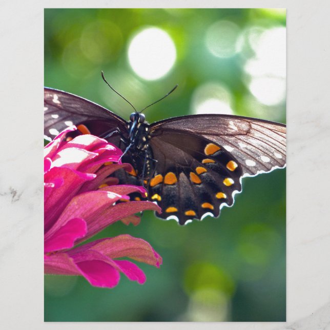 Papier Papilio troilus (Devant)