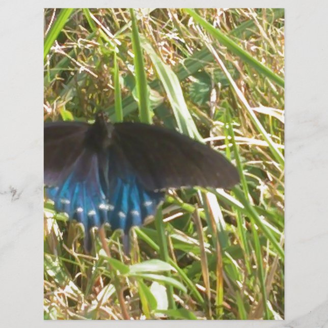 Papier papillon bleu et noir (Devant)