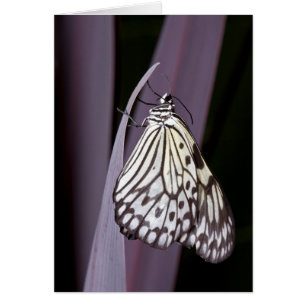 Papier papillon Kite sur violet