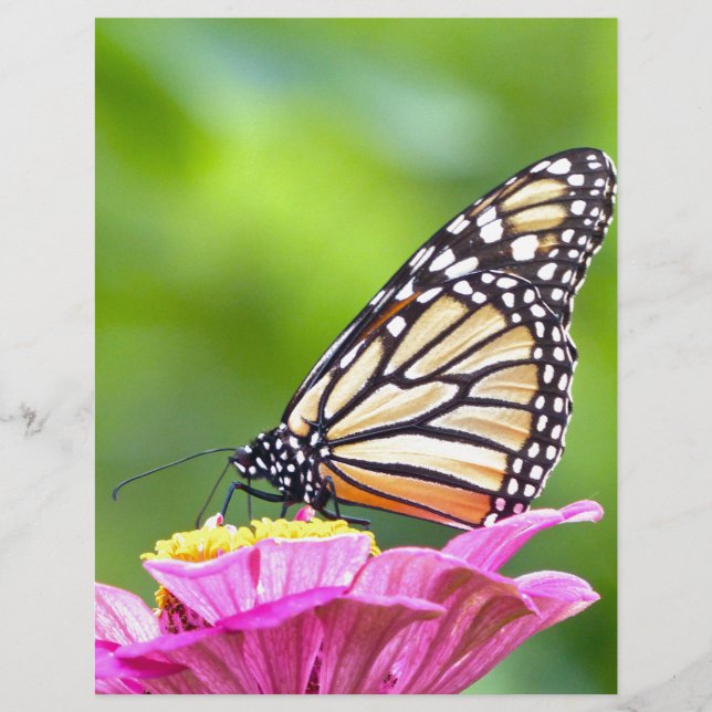 Papier Papillon monarque (Devant)