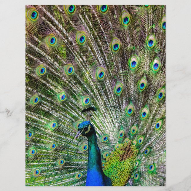 Papier Peacock étonnant et plumes accessoires photo (Devant)
