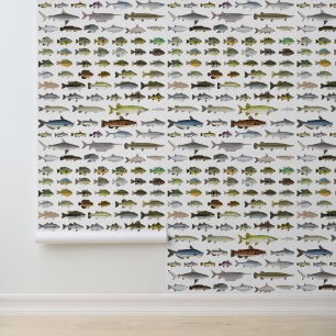 Papier Peint Amérique du Nord Groupe de poissons d'eau douce