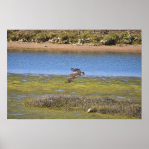 Papier peint Marsh Hawk Impression de faune de z
