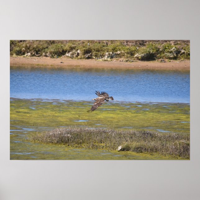 Papier peint Marsh Hawk | Impression de faune de z (Devant)