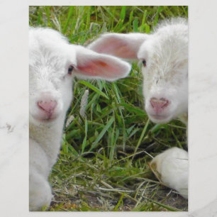 Papier Pensée animale de bébé jumeau d'agneau à vous