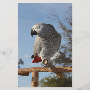 Papier Perroquet Gris Africain époustouflant