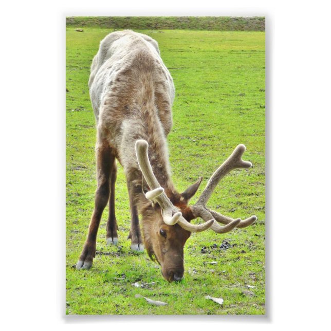 Papier photo 4x6 (satin) de wapiti (Devant)
