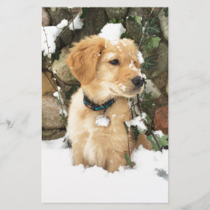 Papier Photo Cute Puppy