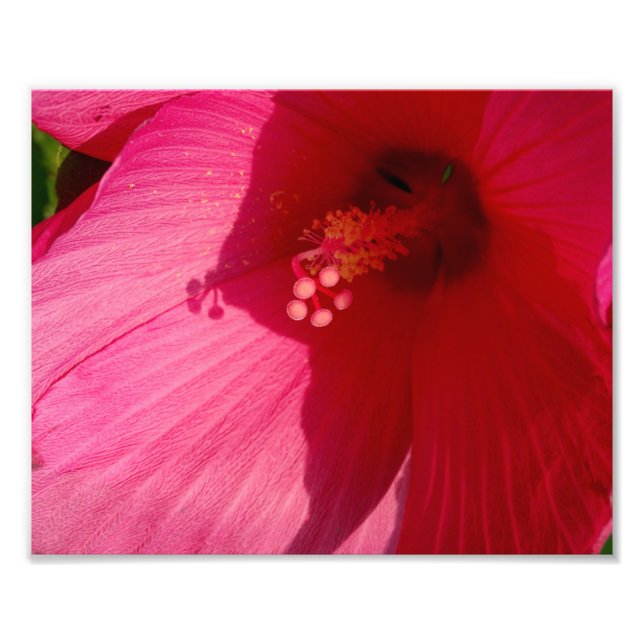 Papier photo professionnel Kodak à fleurs roses (s (Devant)