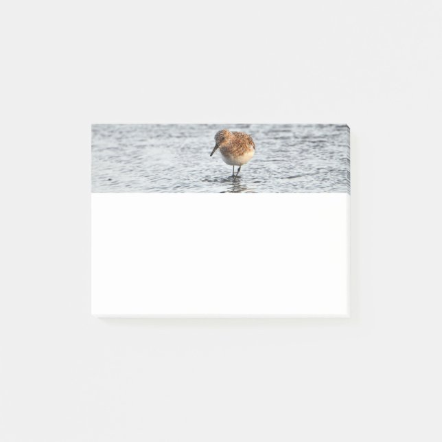 Papier photo Sandpiper Bird 4x3 Post-it Notes (Devant)
