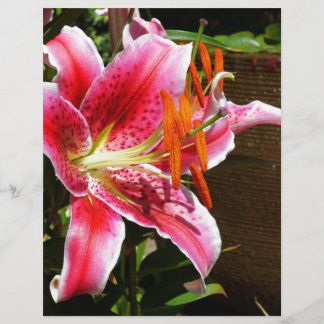 Papier Photographie de Stargazer Lily