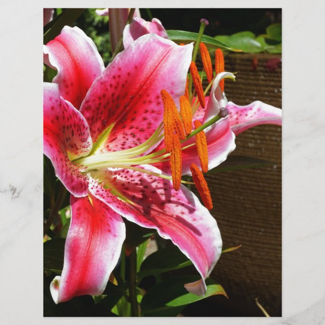 Papier Photographie de Stargazer Lily (Devant)