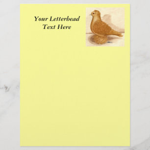 Papier Pigeon à dos jaune