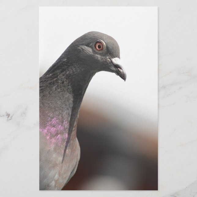 Papier Pigeon de course (Devant)
