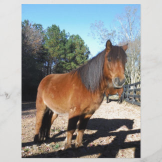 Papier Poney brun ciel turquoise