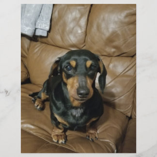 Papier Precious Dachshund