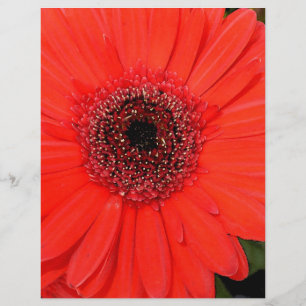 Papier Red Gerbera