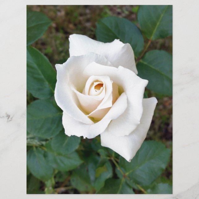 Papier rose blanche (Devant)