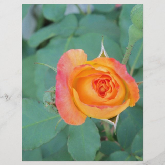 Papier rose orange (Devant)