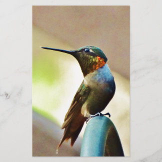Papier Ruby perché et petit colibri vert