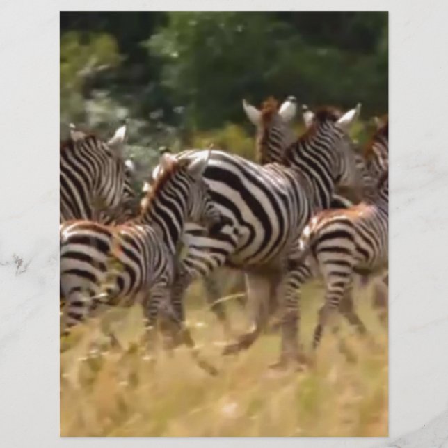 Papier Safari de migration Zebra africaine (Devant)