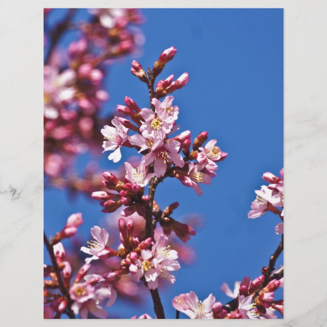Papier Sakura Cerry Blossoms Touché Bleu (Devant)