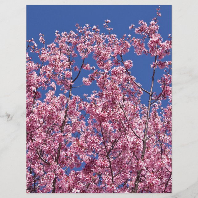 Papier Sakura Cherry Fleurit Dans Le Bleu (Devant)