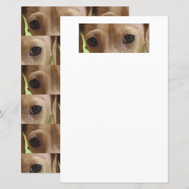 papier scrapbook chien de teckel crème yeux (Devant / Derrière)