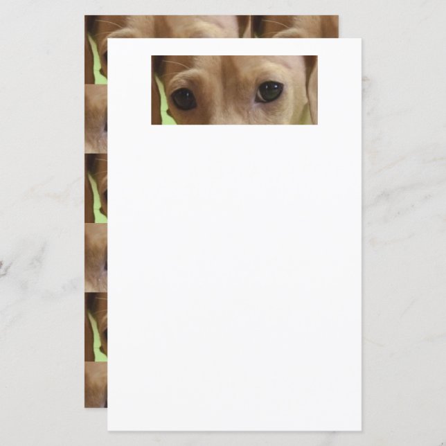 papier scrapbook dachshund crème yeux (Devant / Derrière)