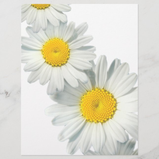 Papier Shasta Daisies (Devant)