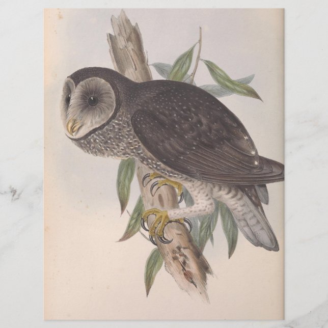 Papier Sooty Owl (Devant)