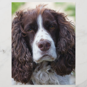 Papier spaniel de springer anglais.png
