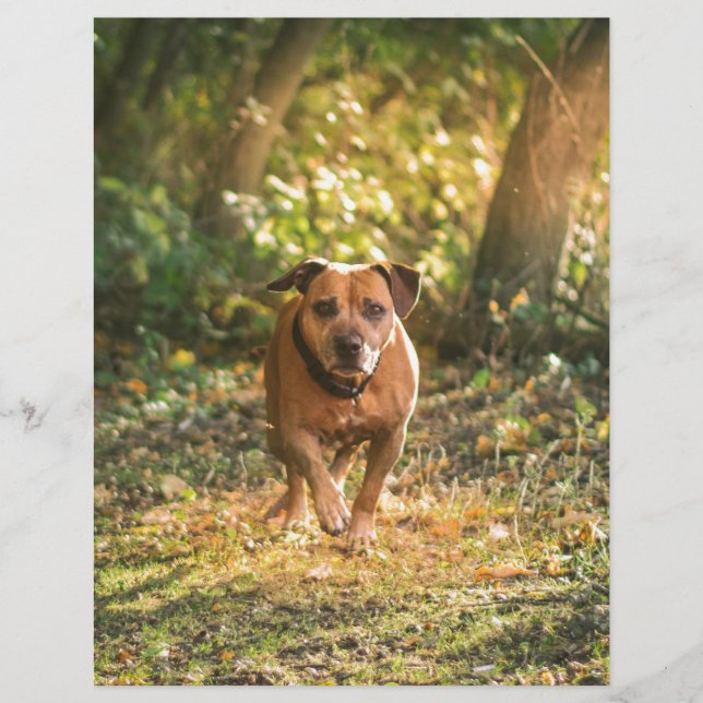 Papier Staffordshire bull terrier (Devant)