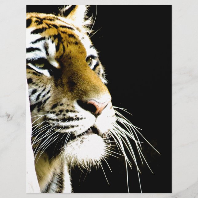 Papier Tigre (Devant)