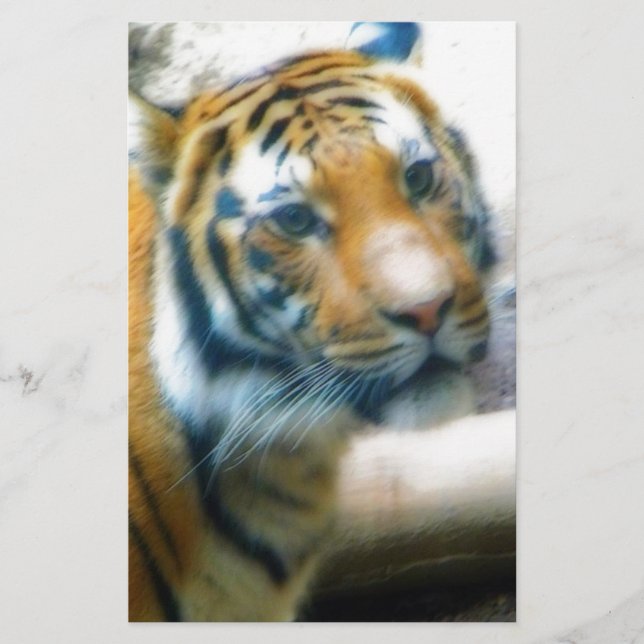 Papier Tigre (Devant)