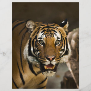 Papier Tigre de Sibérie