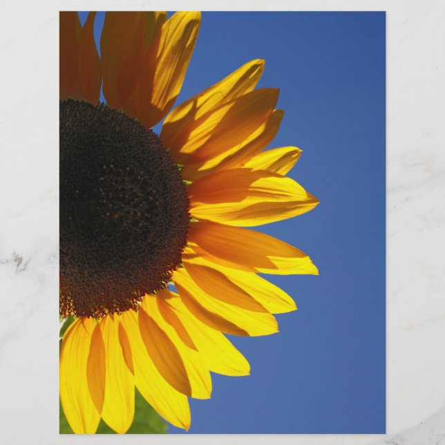Papier Tournesol (Devant)