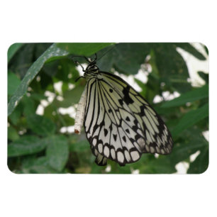 Papier Tropical Papier Kite Papillon Flexi Magnet