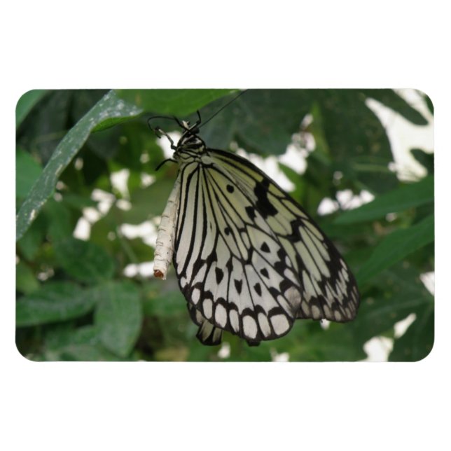 Papier Tropical Papier Kite Papillon Flexi Magnet (Horizontal)